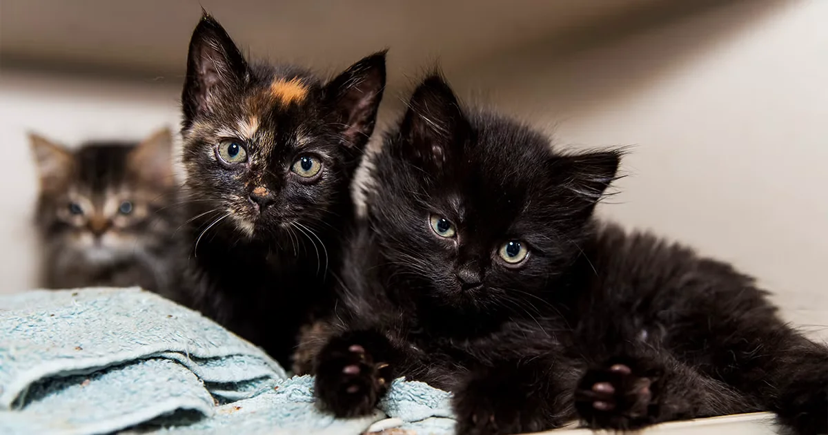 ASPCA Adoptions