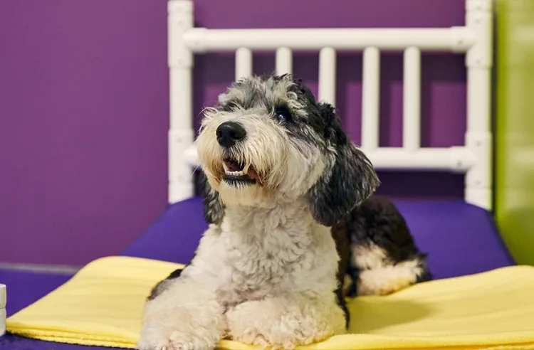 PetSuites
