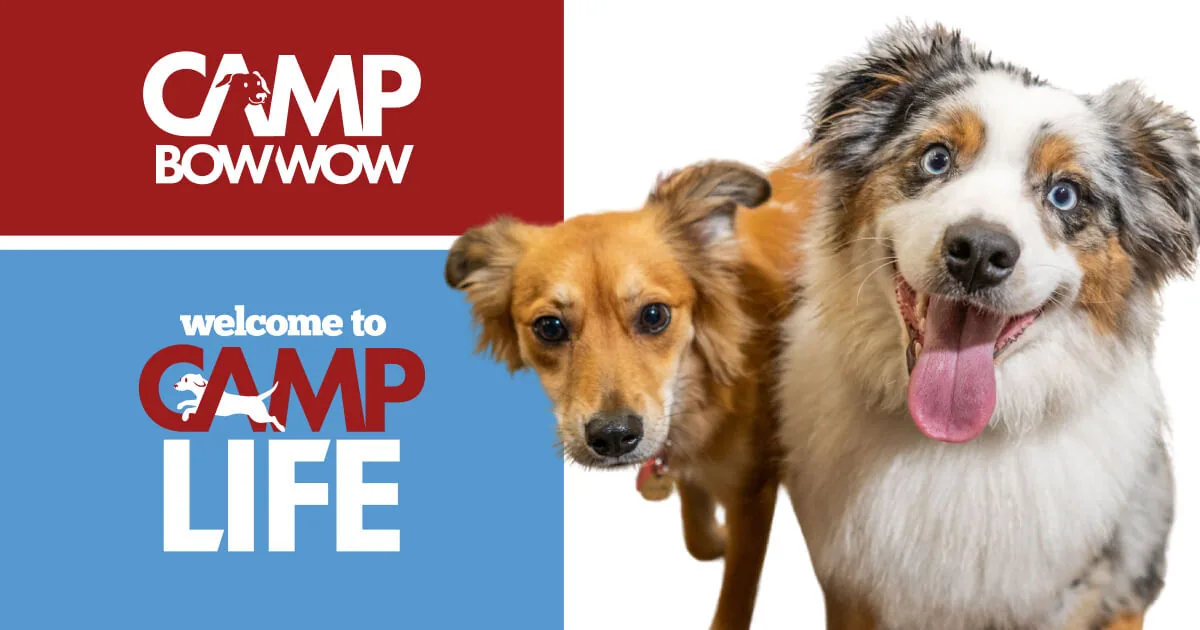 Camp Bow Wow Daycare