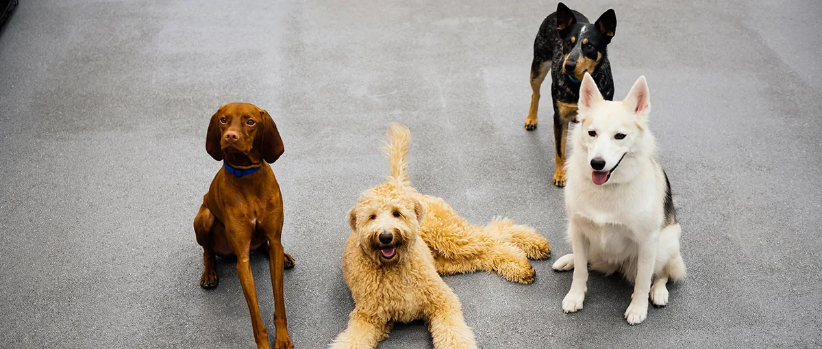 Dogtopia Daycare
