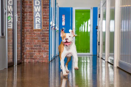 Hounds Town USA Daycare
