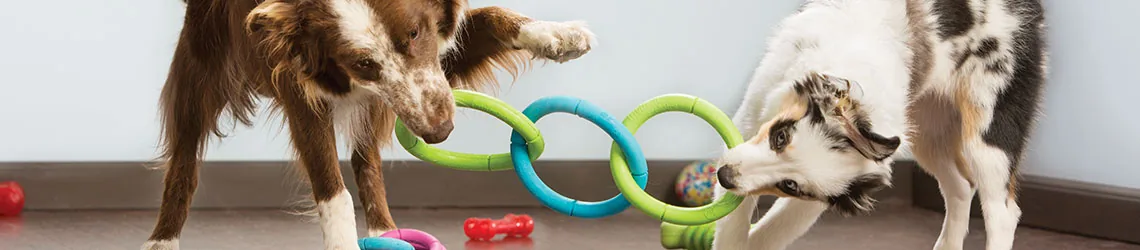 PetSmart Doggie Day Camp