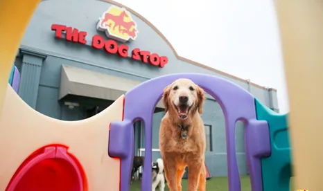 The Dog Stop Daycare