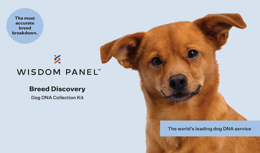 Wisdom Panel Breed Discovery