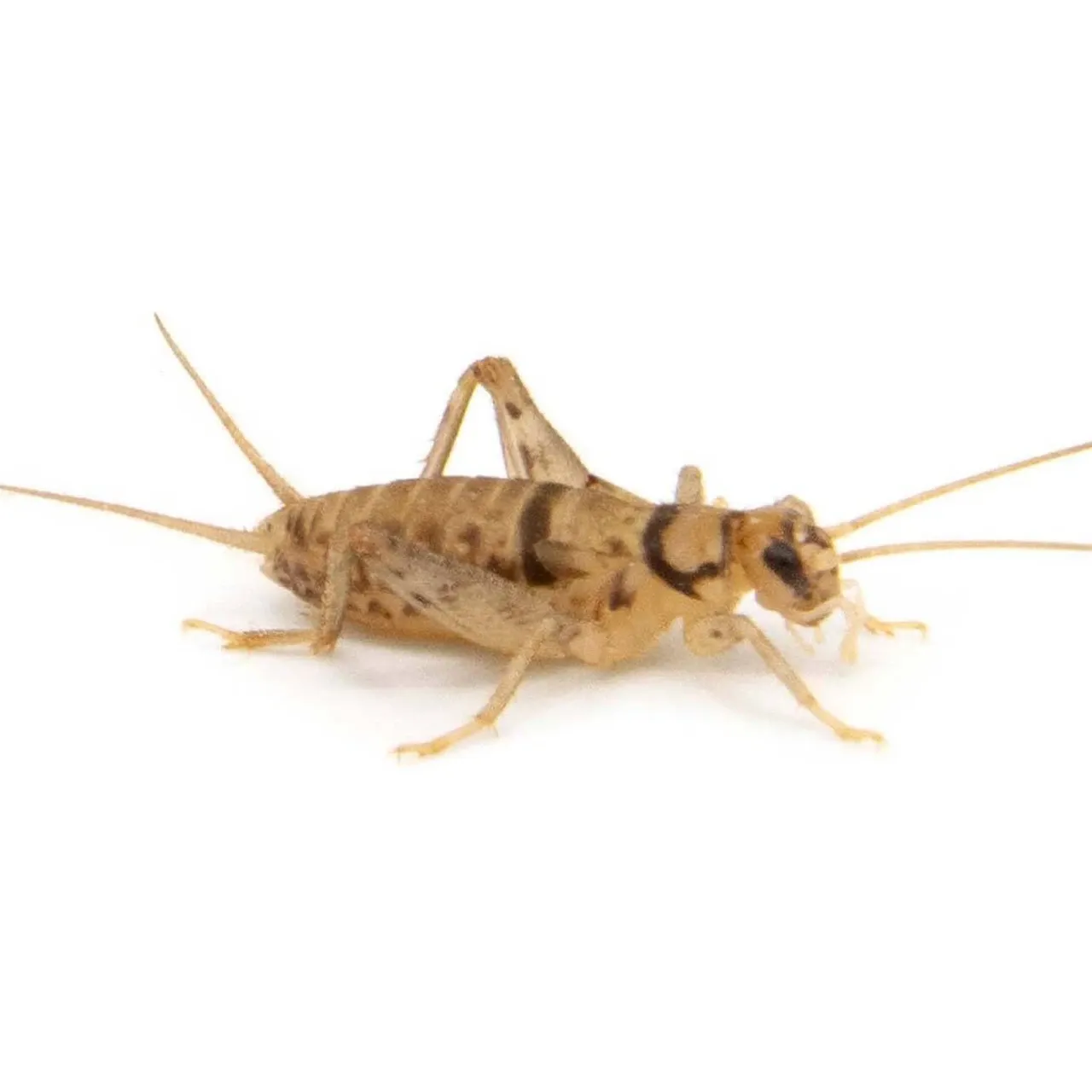 Fluker's Live Crickets