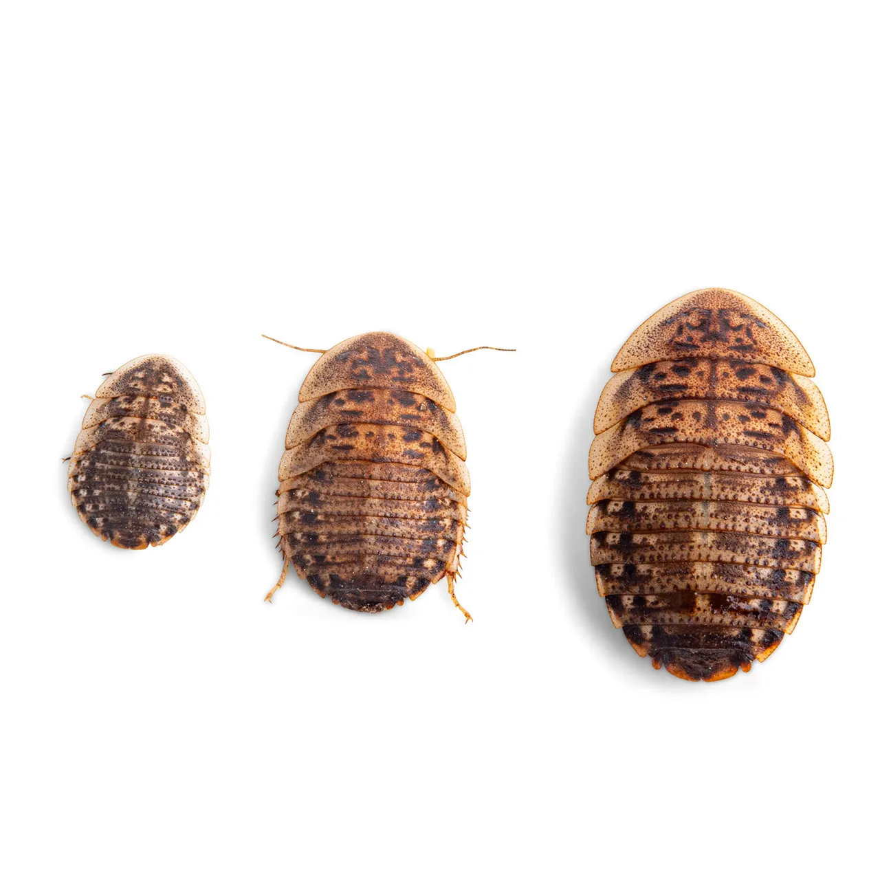 Fluker's Live Dubia Roaches