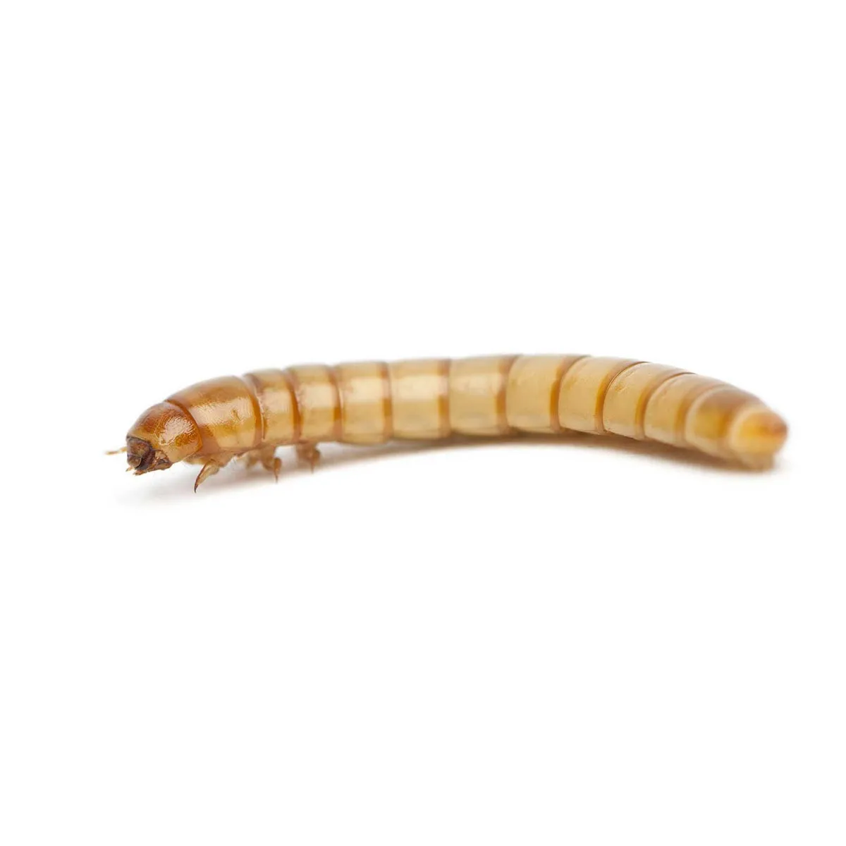 Fluker's Live Mealworms