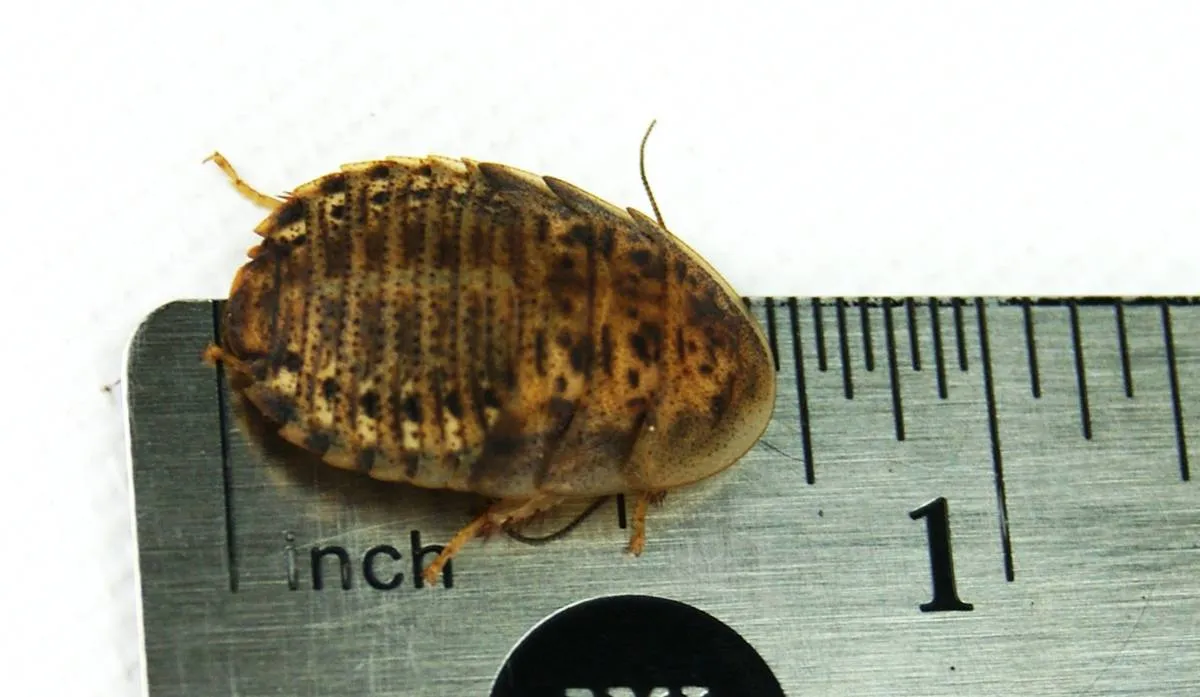 Josh's Frogs 1/2"–3/4" Medium Dubia Roaches