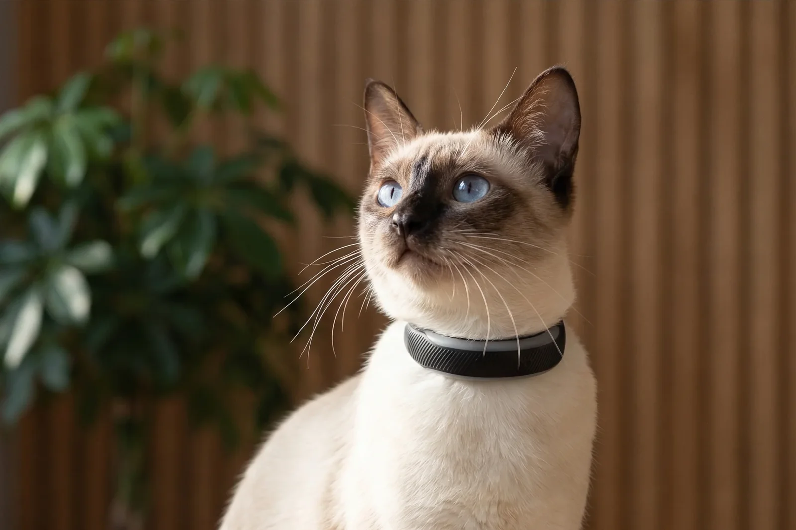 Tractive CAT 6 Mini