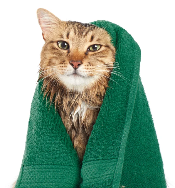 Aussie Pet Mobile Cat Grooming