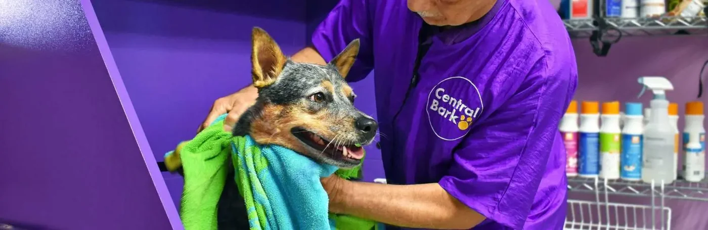 Central Bark Grooming