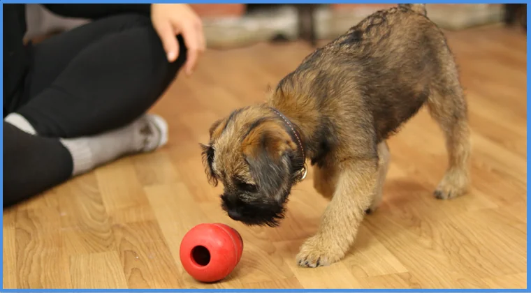 Dunbar Academy Essential Puppy Training Course