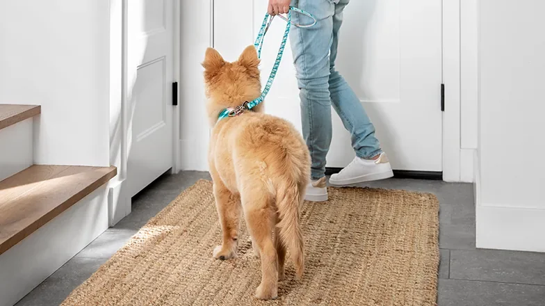 PetSmart Puppy Training