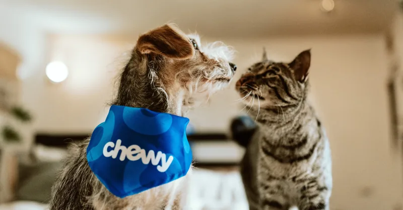 Chewy virtual vet visit
