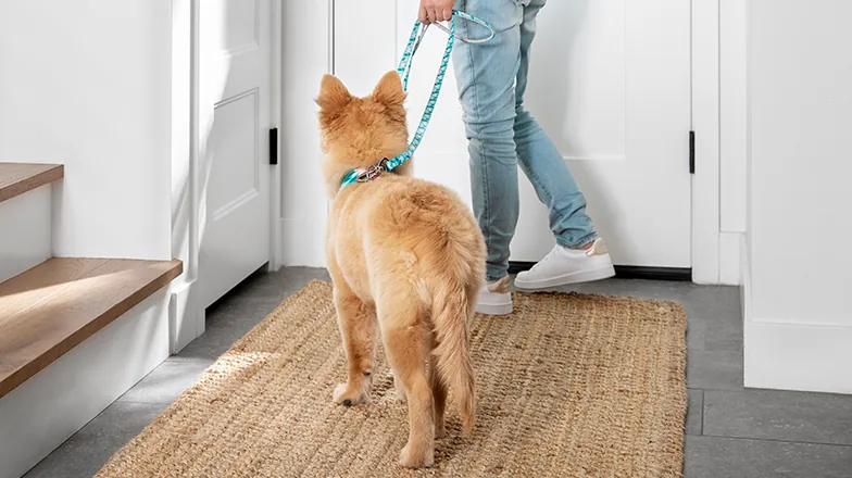 PetSmart Dog Training