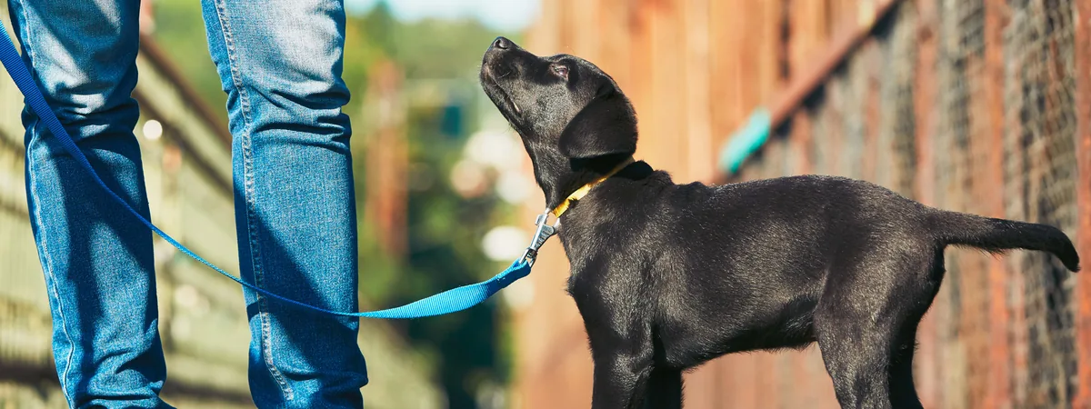 Fetch! Pet Care Dog Walking